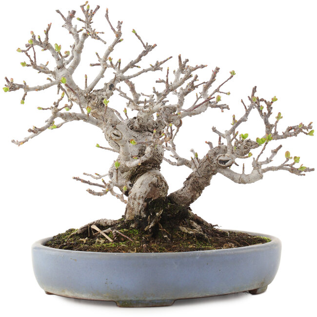 Malus, 19,5 cm, ± 30 anni, in un vaso giapponese fatto a mano da Yamafusa