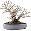 Malus, 19,5 cm, ± 30 ans, dans un pot japonais fait main par Yamafusa