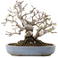 Malus, 19,5 cm, ± 30 ans, dans un pot japonais fait main par Yamafusa