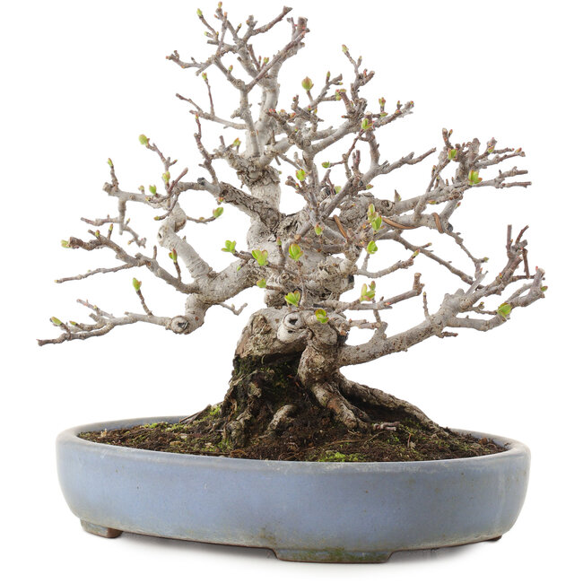 Malus, 19,5 cm, ± 30 Jahre alt, in einer handgefertigten japanischen Schale von Yamafusa