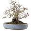 Malus, 19,5 cm, ± 30 ans, dans un pot japonais fait main par Yamafusa