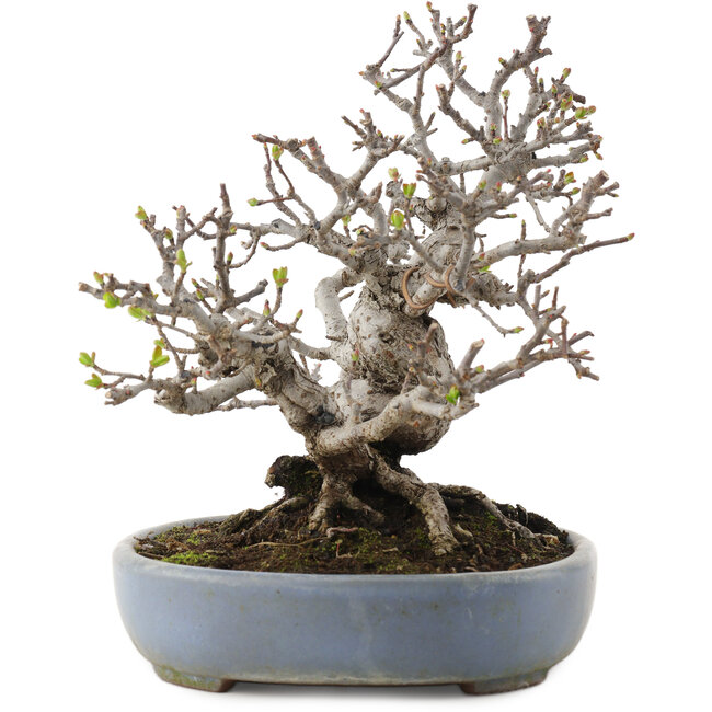 Malus, 19,5 cm, ± 30 Jahre alt, in einer handgefertigten japanischen Schale von Yamafusa