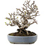 Malus, 19,5 cm, ± 30 ans, dans un pot japonais fait main par Yamafusa