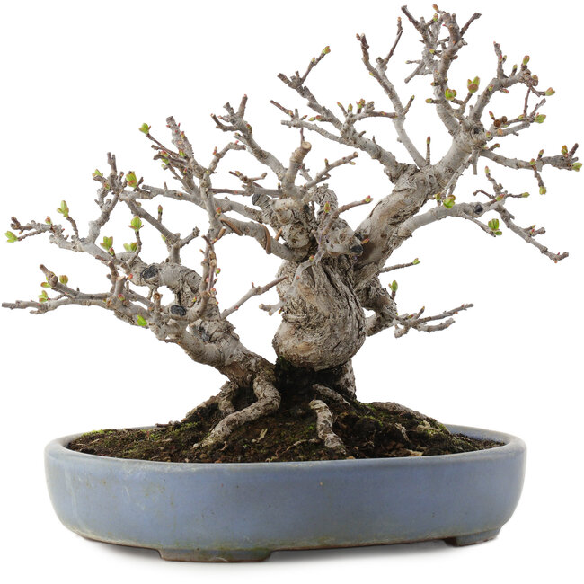 Malus, 19,5 cm, ± 30 años, en una maceta japonesa hecha a mano por Yamafusa
