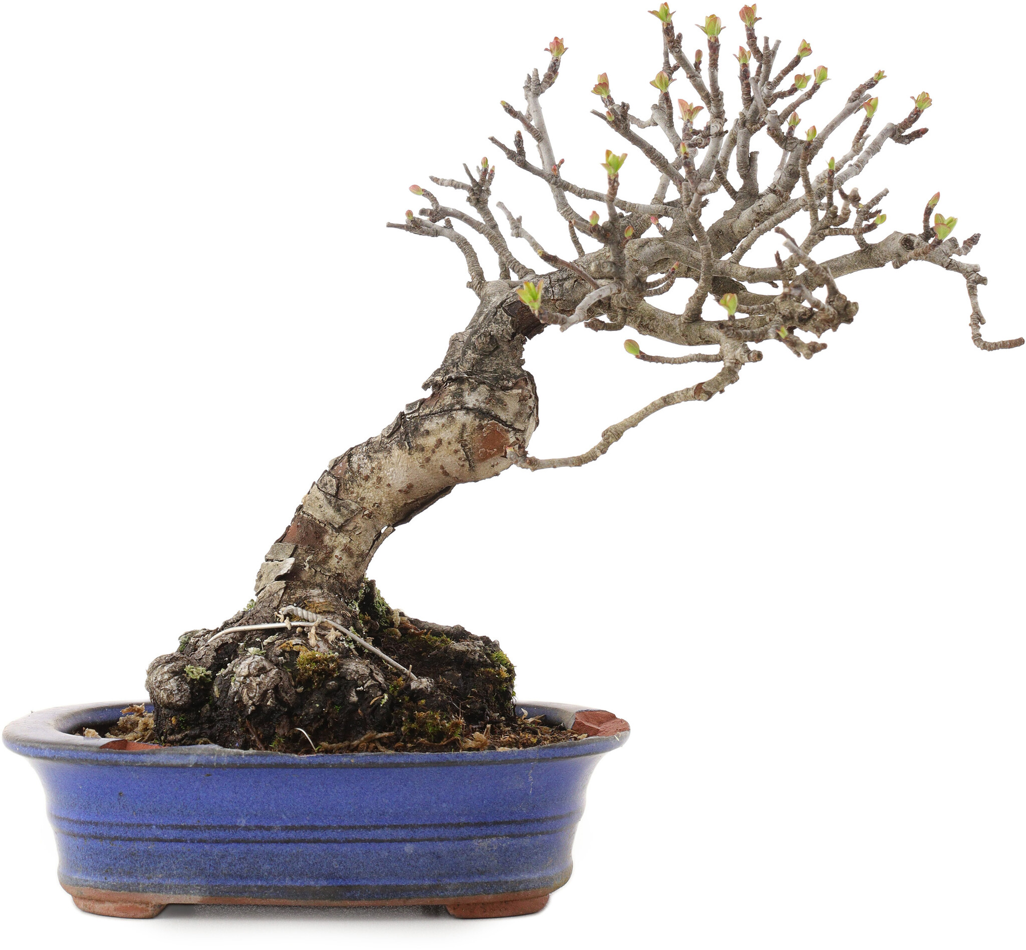 Malus, 18,5 cm, ± 20 years old, in a broken pot - Bonsai Plaza