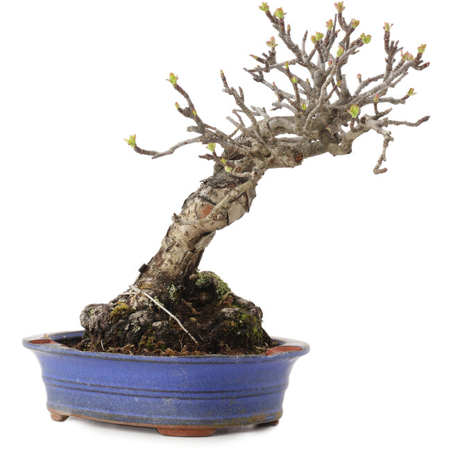 Malus, 18,5 cm, ± 20 Jahre alt, in einem zerbrochenen Topf