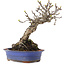 Malus, 18,5 cm, ± 20 jaar oud, in een kapotte pot