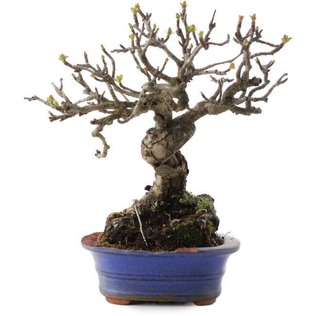 Malus, 18,5 cm, ± 20 años, en maceta rota