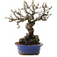 Malus, 18,5 cm, ± 20 jaar oud, in een kapotte pot