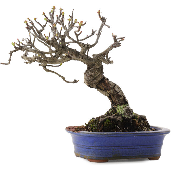 Malus, 18,5 cm, ± 20 Jahre alt, in einem zerbrochenen Topf