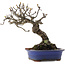 Malus, 18,5 cm, ± 20 jaar oud, in een kapotte pot