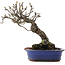Malus, 18,5 cm, ± 20 jaar oud, in een kapotte pot
