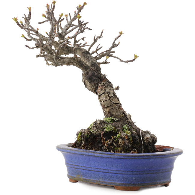 Malus, 18,5 cm, ± 20 jaar oud, in een kapotte pot