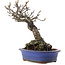 Malus, 18,5 cm, ± 20 jaar oud, in een kapotte pot