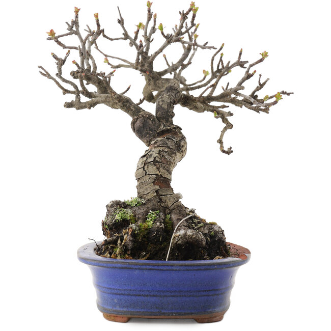 Malus, 18,5 cm, ± 20 jaar oud, in een kapotte pot