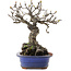 Malus, 18,5 cm, ± 20 ans, dans un pot cassé