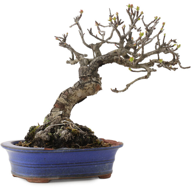 Malus, 18,5 cm, ± 20 ans, dans un pot cassé