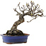 Malus, 18,5 cm, ± 20 jaar oud, in een kapotte pot