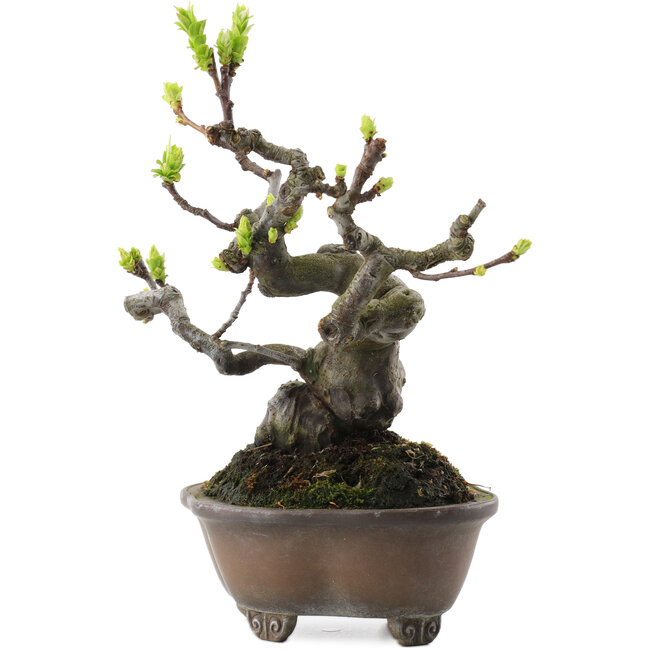 Pseudocydonia sinensis, 18,5 cm, ± 30 Jahre alt, in einem handgefertigten japanischen Topf von Bigei