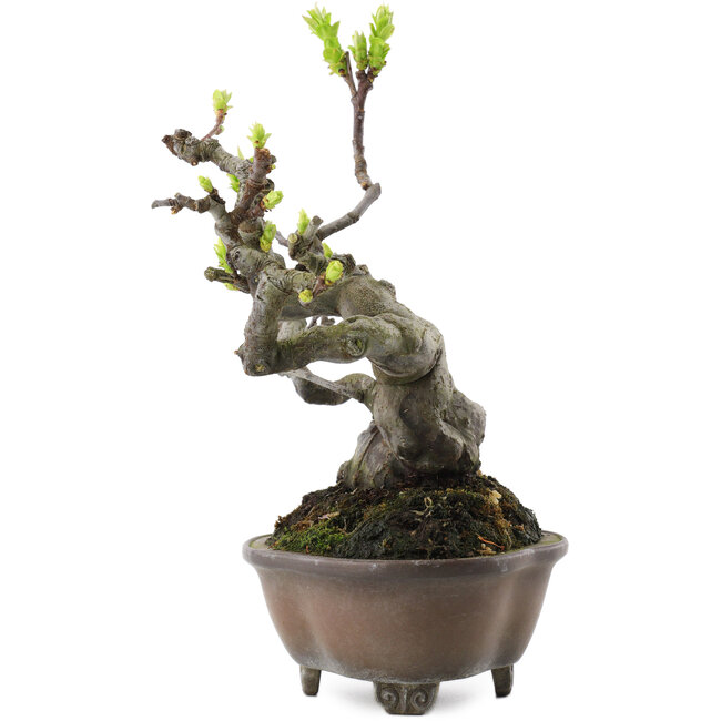 Pseudocydonia sinensis, 18,5 cm, ± 30 ans, dans un pot japonais fait main par Bigei