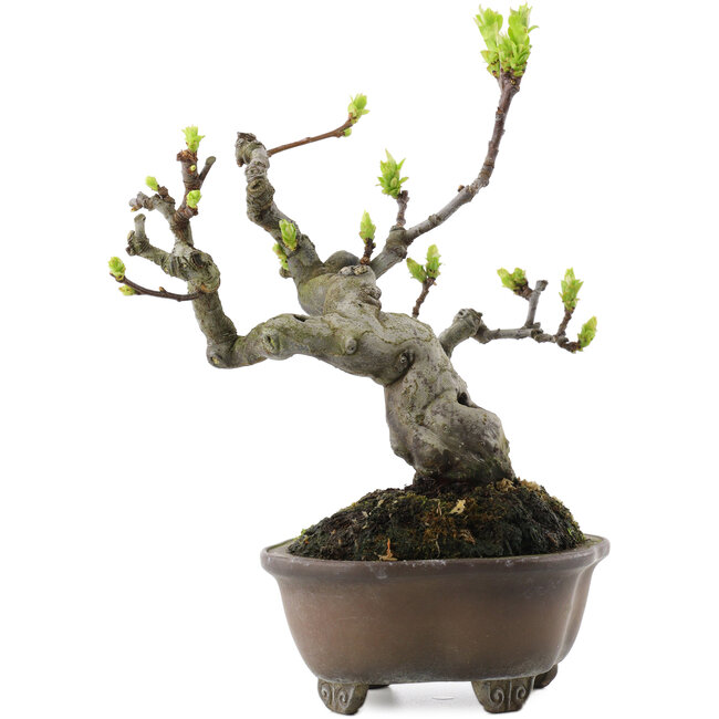 Pseudocydonia sinensis, 18,5 cm, ± 30 years old, in a handmade Japanese pot by Bigei