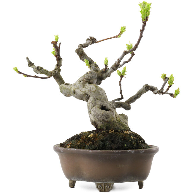 Pseudocydonia sinensis, 18,5 cm, ± 30 ans, dans un pot japonais fait main par Bigei