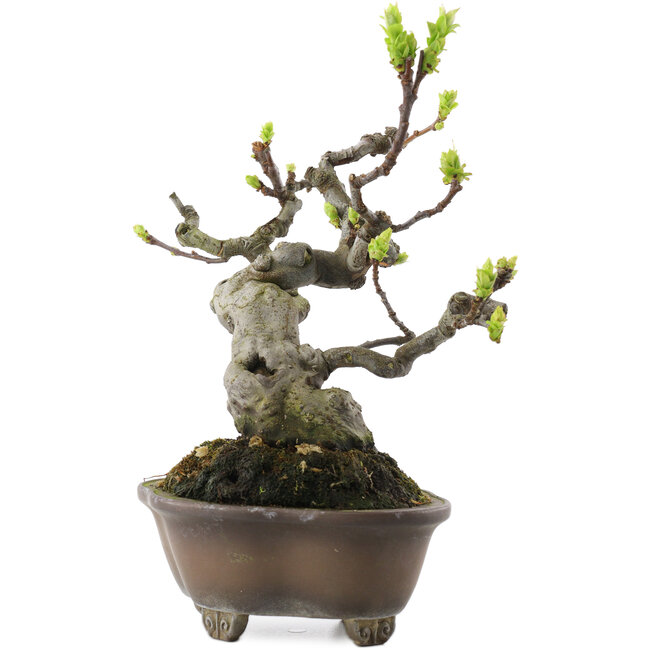 Pseudocydonia sinensis, 18,5 cm, ± 30 years old, in a handmade Japanese pot by Bigei
