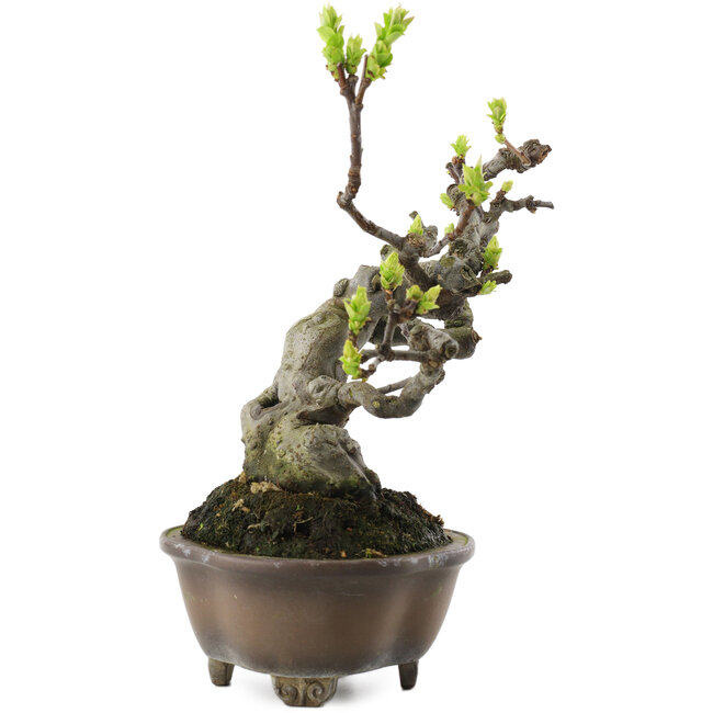 Pseudocydonia sinensis, 18,5 cm, ± 30 years old, in a handmade Japanese pot by Bigei