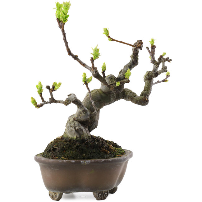 Pseudocydonia sinensis, 18,5 cm, ± 30 years old, in a handmade Japanese pot by Bigei