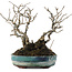 Ilex serrata, 15 cm, ± 20 years old