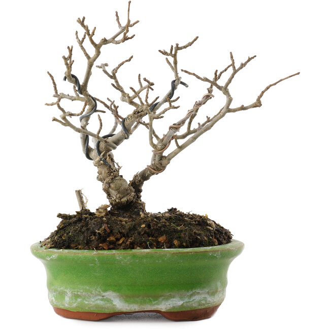 Ilex serrata, 15,5 cm, ± 20 jaar oud
