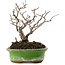 Ilex serrata, 15,5 cm, ± 20 jaar oud