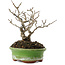 Ilex serrata, 15,5 cm, ± 20 jaar oud
