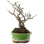 Ilex serrata, 15,5 cm, ± 20 Jahre alt