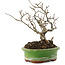 Ilex serrata, 15,5 cm, ± 20 Jahre alt