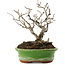 Ilex serrata, 15,5 cm, ± 20 jaar oud