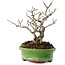 Ilex serrata, 15,5 cm, ± 20 jaar oud