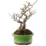 Ilex serrata, 15,5 cm, ± 20 jaar oud