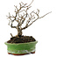 Ilex serrata, 15,5 cm, ± 20 jaar oud