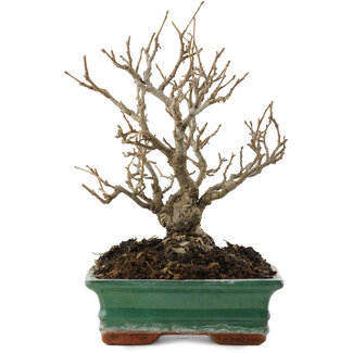 Ilex serrata, 19 cm, ± 20 jaar oud