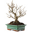 Ilex serrata, 19 cm, ± 20 years old