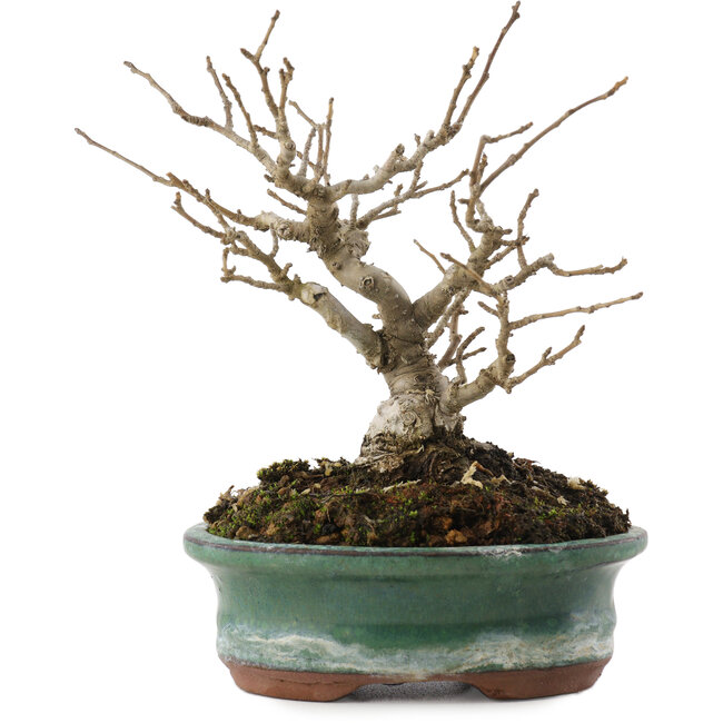 Ilex serrata, 14,5 cm, ± 20 jaar oud