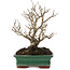 Ilex serrata, 19 cm, ± 20 Jahre alt