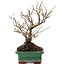 Ilex serrata, 19 cm, ± 20 Jahre alt