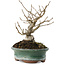 Ilex serrata, 14,5 cm, ± 20 Jahre alt