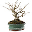 Ilex serrata, 14,5 cm, ± 20 years old