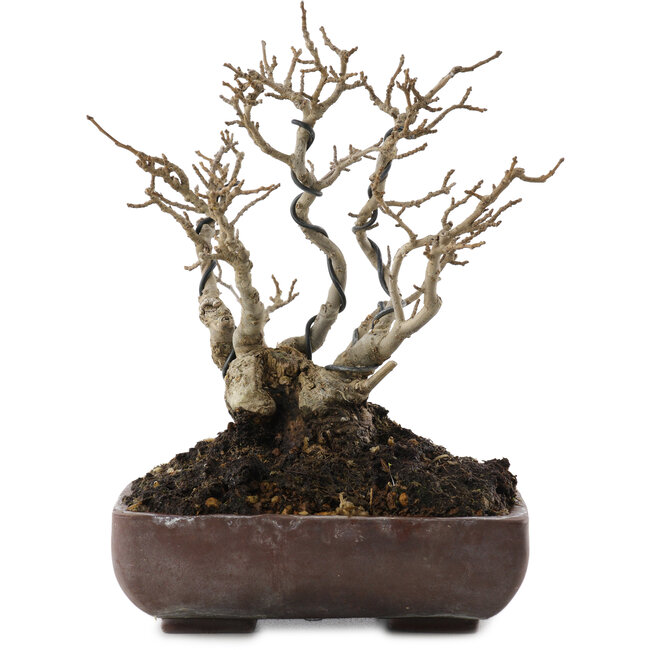 Ilex serrata, 18 cm, ± 20 years old