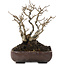 Ilex serrata, 18 cm, ± 20 years old