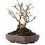 Ilex serrata, 18 cm, ± 20 jaar oud