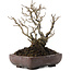 Ilex serrata, 18 cm, ± 20 Jahre alt